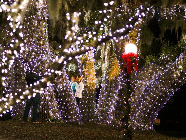 Trees Decorated With Christmas Lights